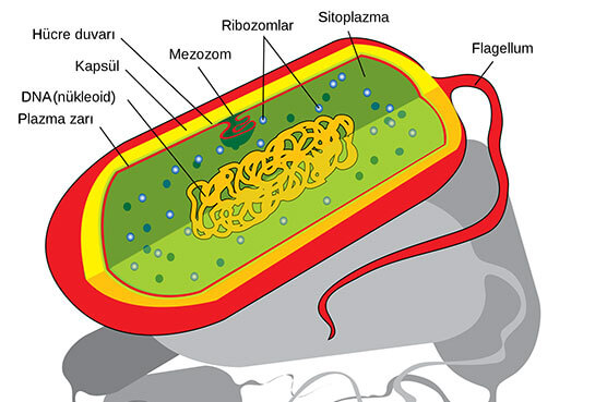 Bakteri Hücre Duvarı