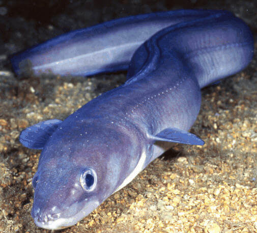 Mığrı Balığı ( Magri Balığı)