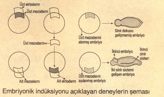 embriyonik-induksiyon