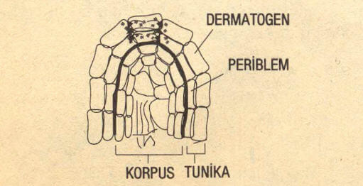 surgen-doku