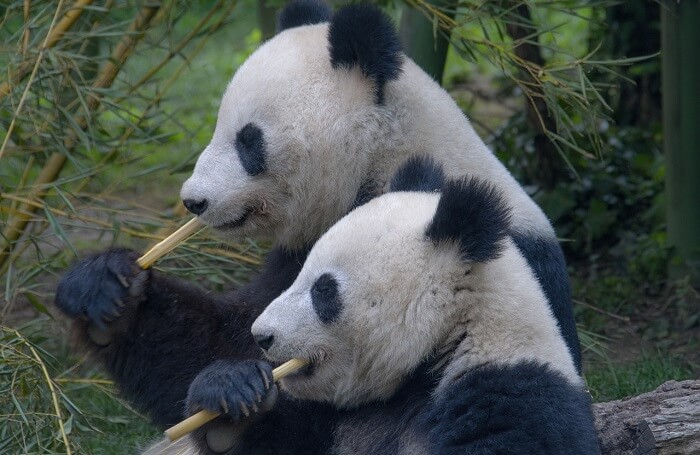 bambu panda