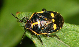 Güneşli böcek (Eurydema oleracea)