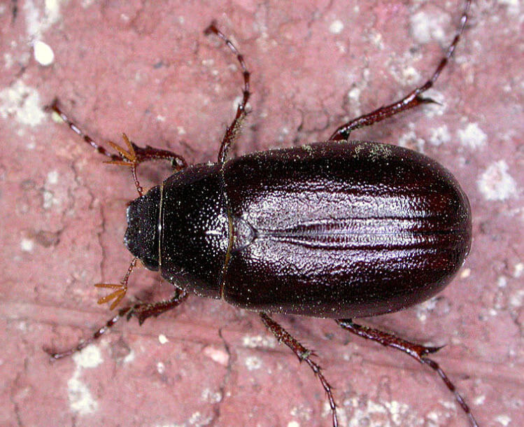 Gürbüz Güneş Böceği (Phyllophaga spp.)