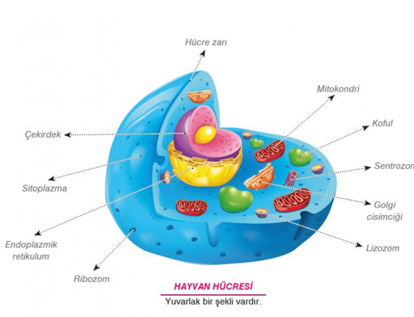 Hayvan Hücresinin Yapısı Nasıldır? Hayvan Hücre Bileşenlerinin İsim ve Açıklamaları