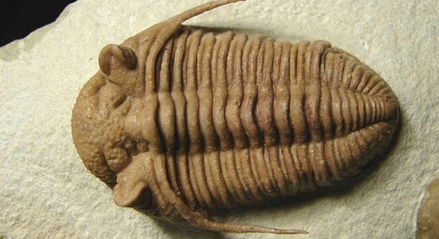 trilobit