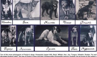 Pavlov'un Köpekleri