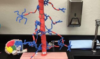 Sinir Sistemi Modeli