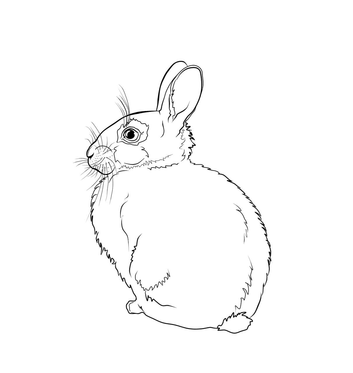 Tavşan Boyama