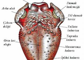Dilin Yapısı (Organ) Nasıldır? Dil Organı Görevleri ve Tat Alma Memecikleri