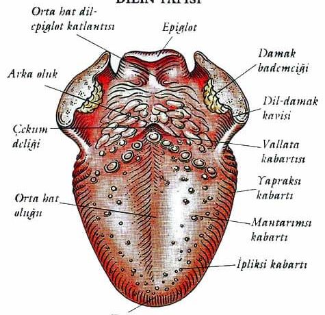 Dilin Yapısı (Organ) Nasıldır? Dil Organı Görevleri ve Tat Alma Memecikleri