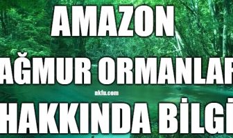 Amazon Yağmur Ormanları Hakkında Bilgi