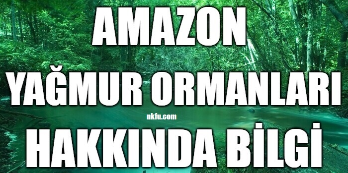 Amazon Yağmur Ormanları Hakkında Bilgi