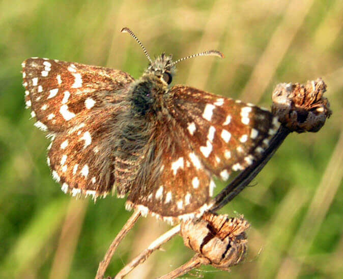 Güneş Lepidopteri (Pyrgus spp.)