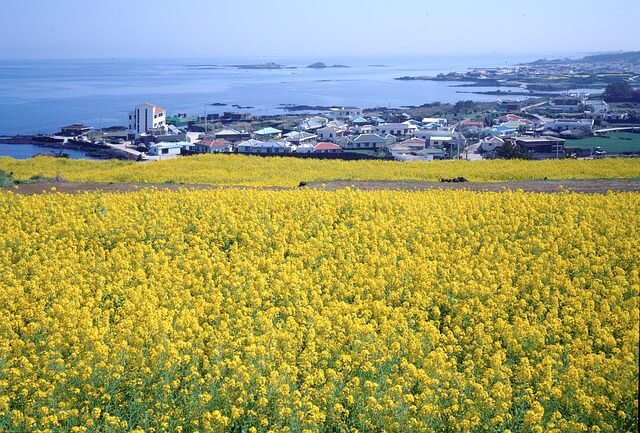 Jeju Adası