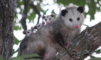 opossum keseli sıçan