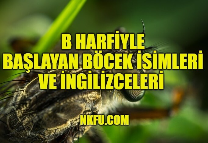 B Harfiyle Böcekler