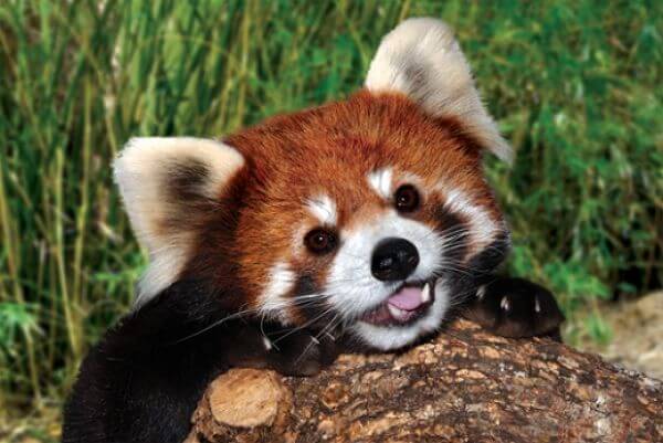 Kızıl Panda