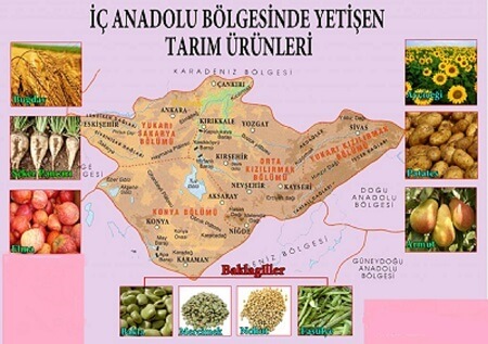 İç Anadolu Bölgesinde Yetişen tarım Ürünleri