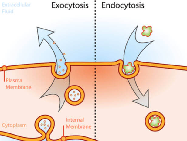 Ekzositoz endositoz
