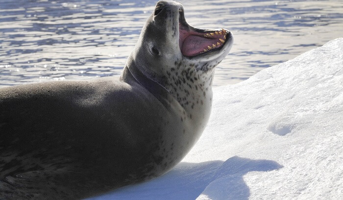 The leopard seal (Hydrurga leptonyx) is ...