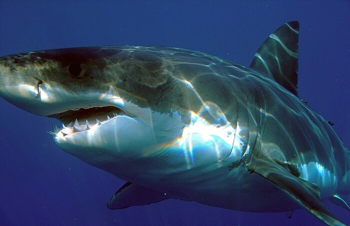 büyük beyaz köpek balığı