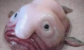 Blobfish