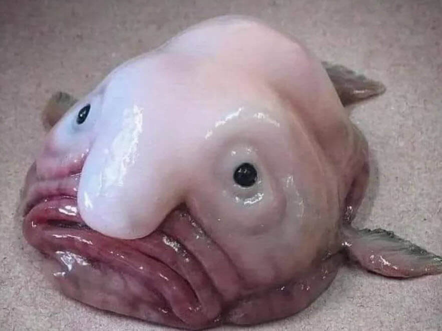 Blobfish