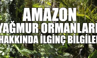Amazon Yağmur Ormanları Hakkında İlginç Bilgiler