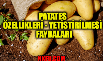 Patates Nedir? Patates Özellikleri - Yetiştirilmesi - Faydaları