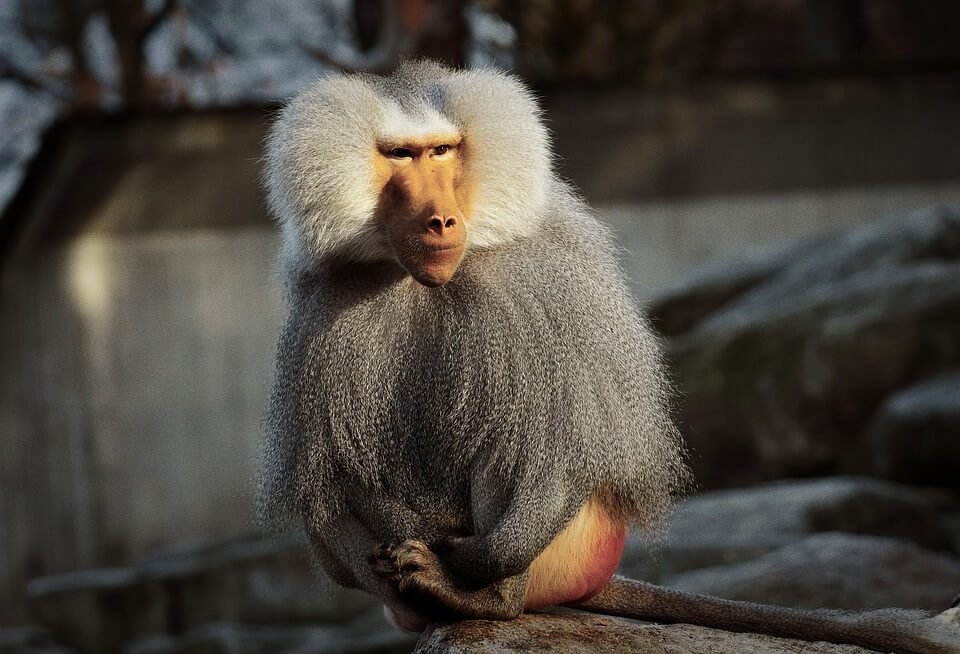 Babun maymunu
