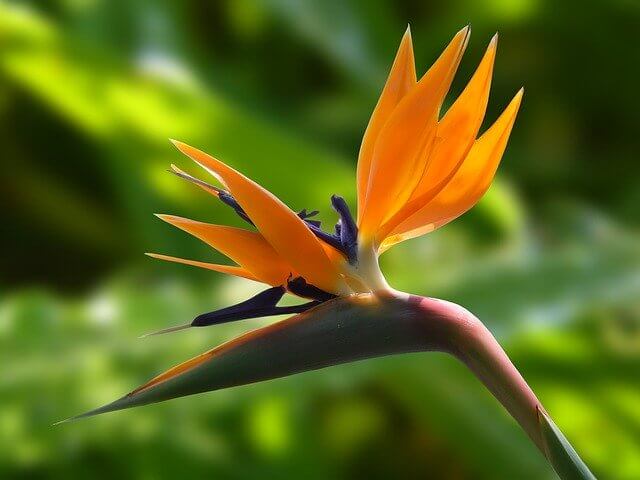 Cennet Kuşu Çiçeği