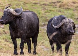 Bufalo Hakkında Bilgi – Amerika ve Afrika’nın Büyük Hayvanları Bufalonun Özellikleri