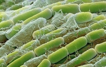 Çürükçül Bakteri