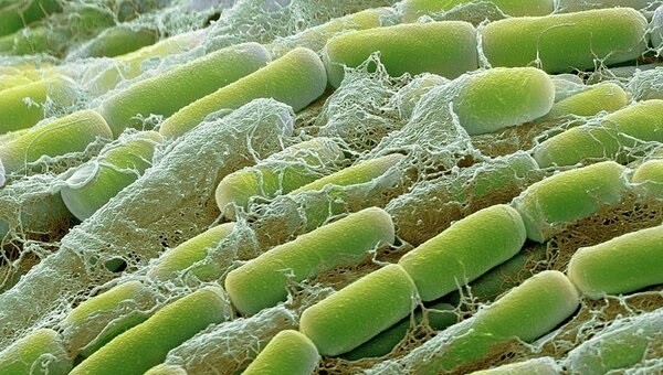Çürükçül Bakteri