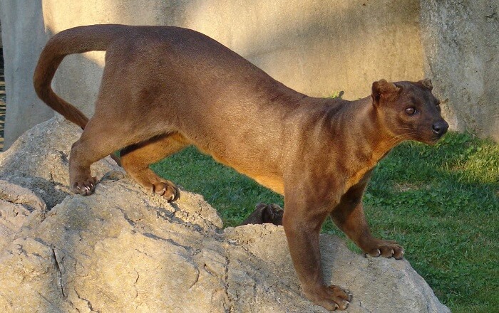 fossa