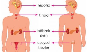 hormonal sistem