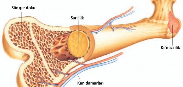 kemik doku