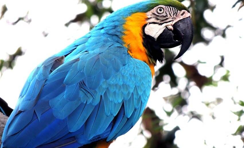 Macaw amerikan papağanı