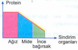 protein sindirim grafik
