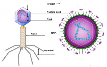 Virüslerin Yapısı