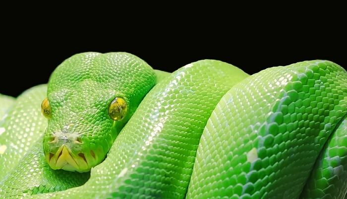 yeşil yılan