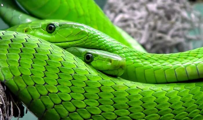 yeşil yılan