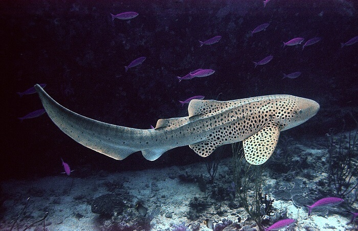 zebra köpekbalığı