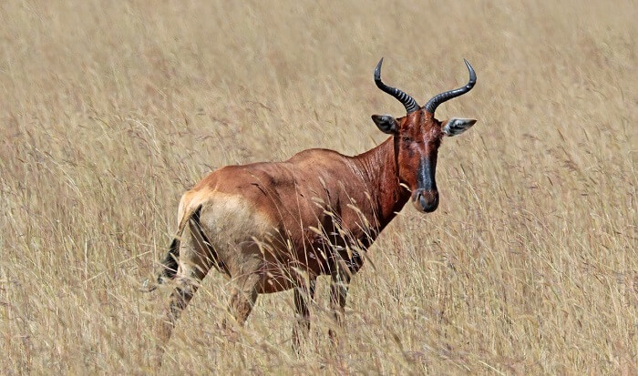 inek antilopu