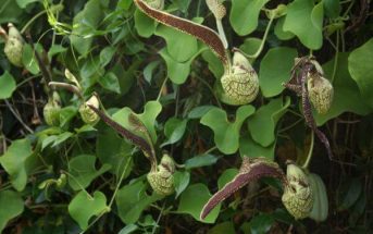 Loğusa otugiller (aristolochiaceae)