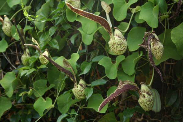 Loğusa otugiller (aristolochiaceae)