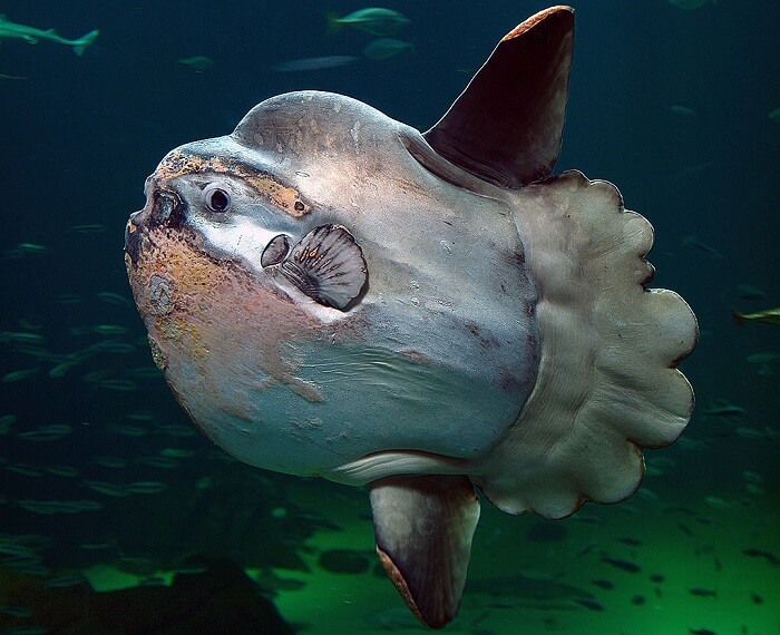 güneş balığı