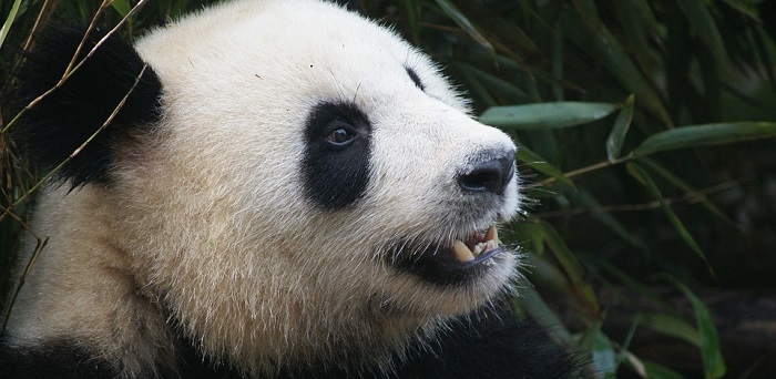 Pandalar Hakkında İlginç Bilgiler