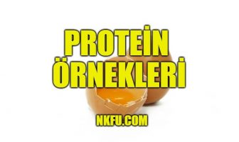 Protein örnekleri