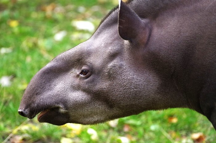 amerikan tapiri